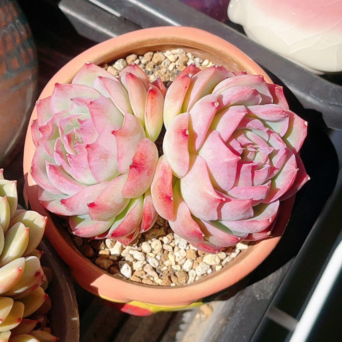 多肉植物 ❤️ シルエット❤️ 1頭12-14cm抜き苗 多肉植物 ❤️ シルエット❤️ 1頭12-14cm抜き苗